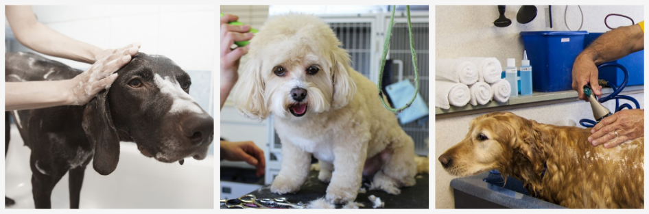 Open a Pet Grooming Business