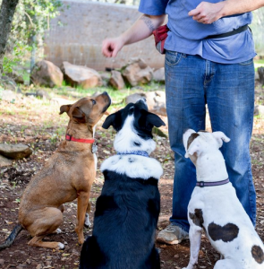 Dog Training Businesses for Sale image