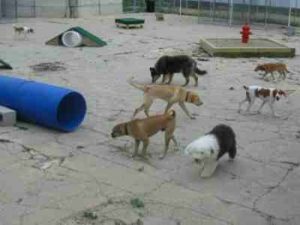 Dog agilty training image
